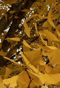 gingko leaf - autumn gold